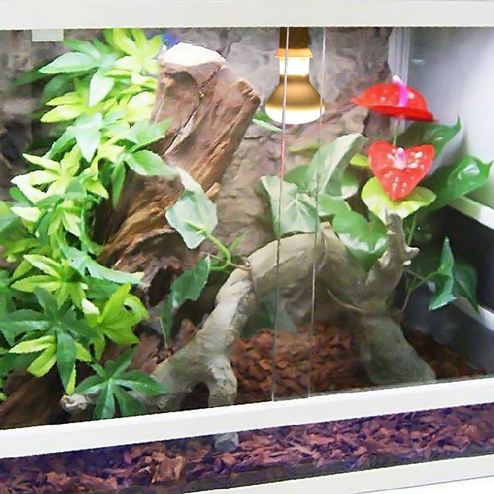 Kertenkele Sıcaklık Kontrol Ci - Basking Bulb Halogen incelemesi ve fiyatı