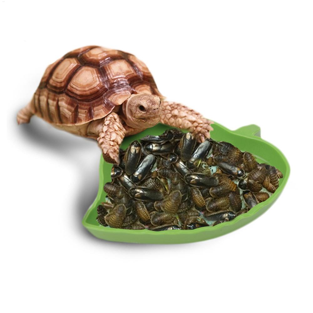Amfibi Sürüngen Besleyici Plas - Water Dish Reptile incelemesi ve fiyatı